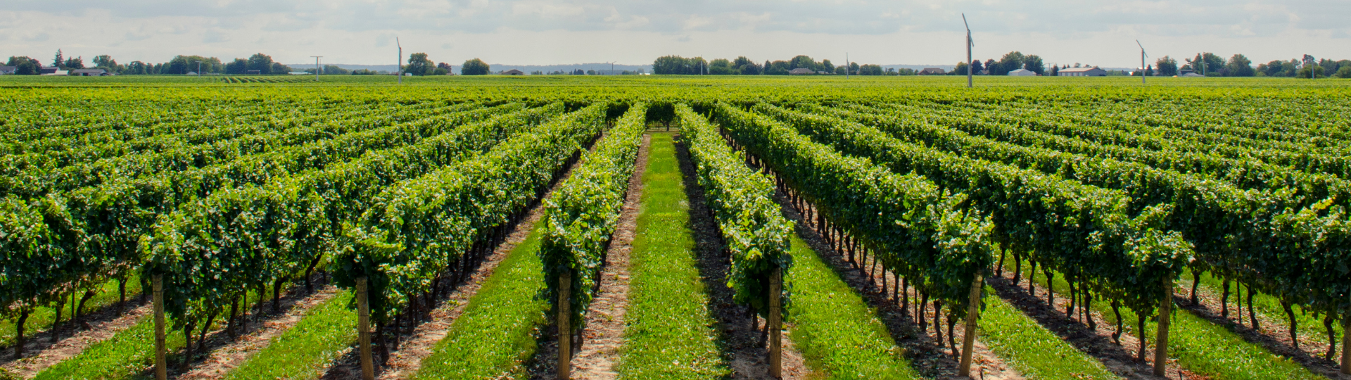 VIGNES